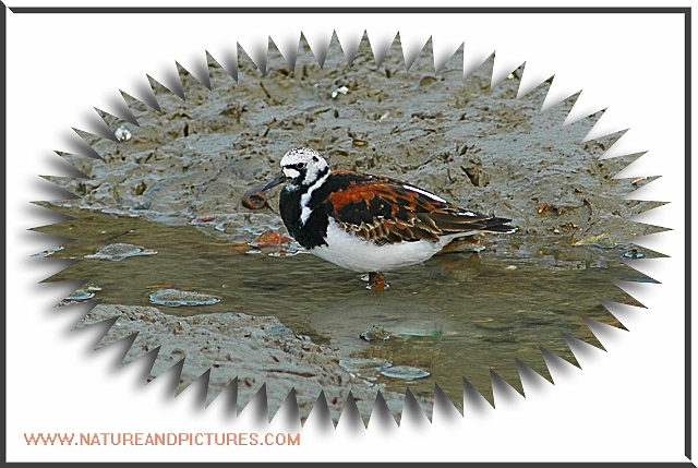 turnstone, turnstones-2.jpg - TURNSTONE, SUMMER PLUMAGE - TITCHFIELD HAVEN